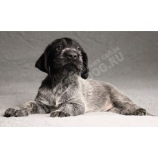 Лучший щенок из помета П кобель №6 породы дратхаар Лучший щенок из помета П кобель №6 породы дратхаар